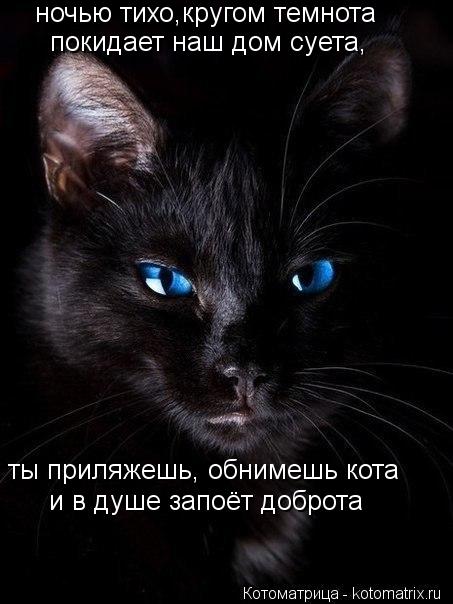 Котоматрица: ночью тихо,кругом темнота и в душе запоёт доброта ты приляжешь, обнимешь кота покидает наш дом суета,