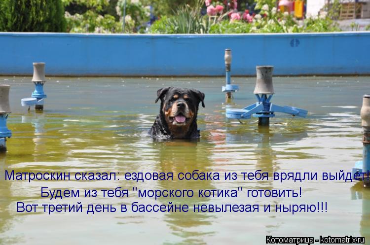 Будем из тебя "морского котика" готовить! Матроскин сказал: ездовая собака из тебя врядли выйдет! Вот... Котоматрица: Будем из тебя "морского котика" готовить! Матроскин сказал: ездовая собака из тебя врядли выйдет! Вот третий день в бассейне невылезая и ныр