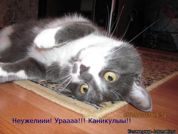 Неужелиии! Ураааа!!! Каникулыы!!... Котоматрица: Неужелиии! Ураааа!!! Каникулыы!!