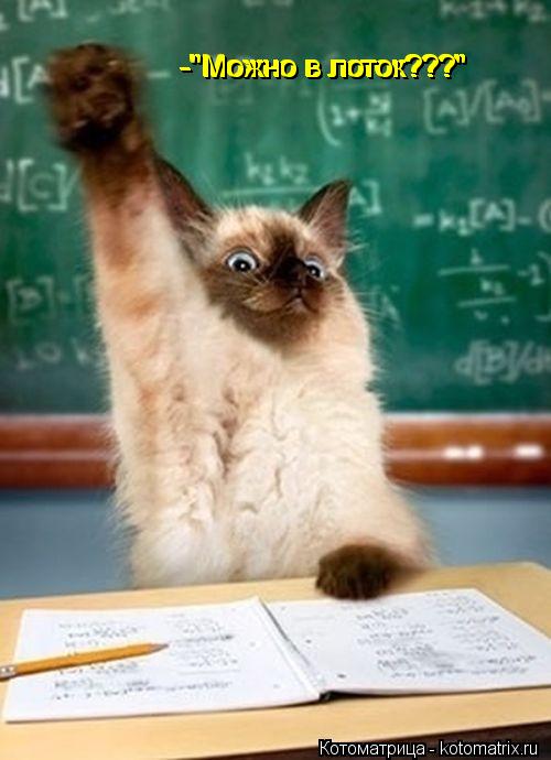 Котоматрица: -"Можно в лоток???" -"Можно в лоток???" -"Можно в лоток???" -"Можно в лоток???" -"Можно в лоток???"