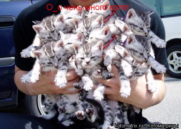 О_о чень много котят... Котоматрица: О_о чень много котят