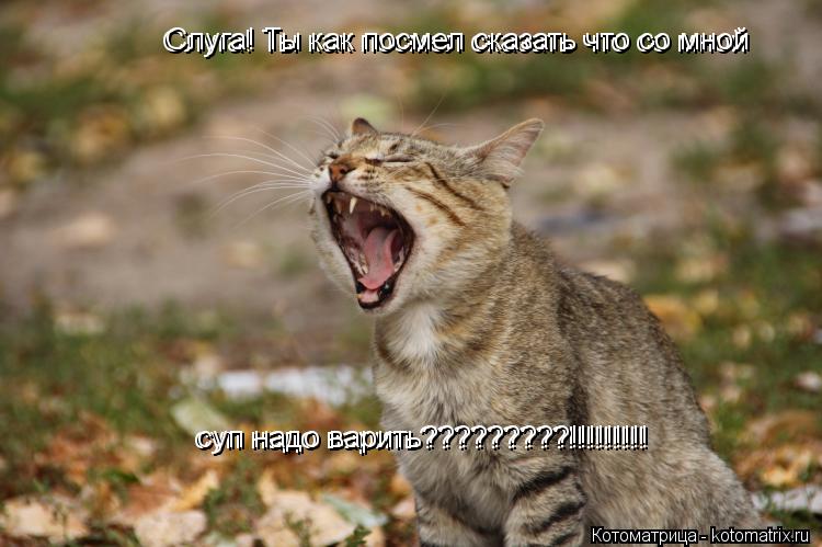 Слуга! Ты как посмел сказать что со мной суп надо варить?????????!!!!!!!!! суп надо варить?????????!... Котоматрица: Слуга! Ты как посмел сказать что со мной суп надо варить?????????!!!!!!!!! суп надо варить?????????!!!!!!!!! Слуга! Ты как посмел сказать что со мной