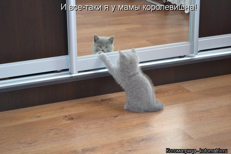 И все-таки я у мамы королевишна!... Котоматрица: И все-таки я у мамы королевишна!