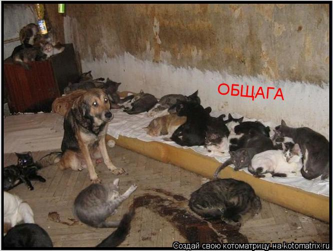 OБЩAГA... Котоматрица: OБЩAГA