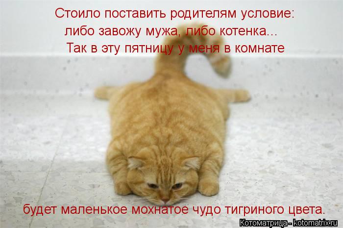 Стоило поставить родителям условие: либо завожу мужа, либо котенка... Так в эту пятницу у меня в ко... Котоматрица: Стоило поставить родителям условие: либо завожу мужа, либо котенка... Так в эту пятницу у меня в комнате будет маленькое мохнатое чудо тигр