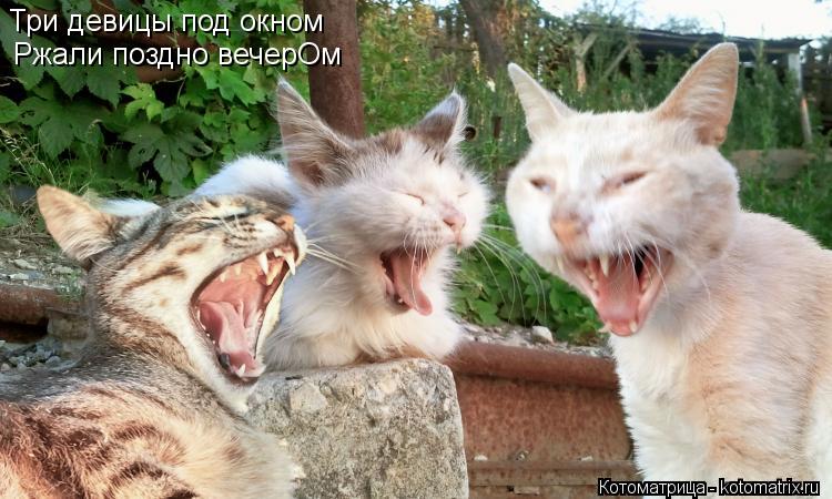 Три девицы под окном Ржали поздно вечерОм... Котоматрица: Три девицы под окном Ржали поздно вечерОм