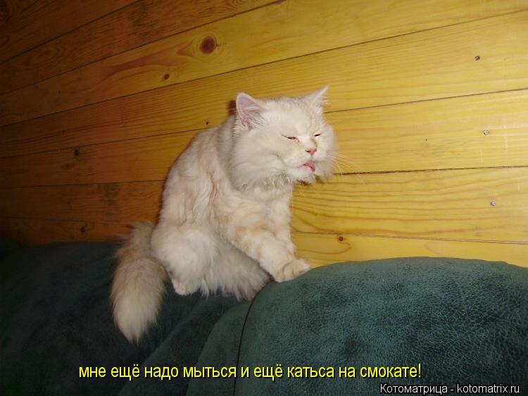 мне ещё надо мыться и ещё катьса на смокате!... Котоматрица: мне ещё надо мыться и ещё катьса на смокате!