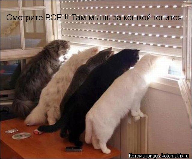 Смотрите ВСЕ!!! Там мышь за кошкой гонится!... Котоматрица: Смотрите ВСЕ!!! Там мышь за кошкой гонится!