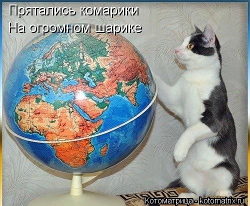 Прятались комарики На огромном шарике... Котоматрица: Прятались комарики На огромном шарике