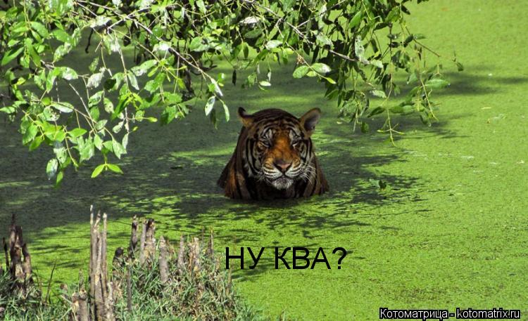 НУ КВА?... Котоматрица: НУ КВА?