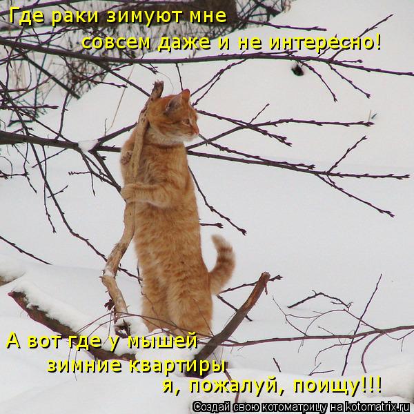 Где раки зимуют мне совсем даже и не интересно! А вот где у мышей зимние квартиры я, пожалуй, поищу!... Котоматрица: Где раки зимуют мне совсем даже и не интересно! А вот где у мышей зимние квартиры я, пожалуй, поищу!!!