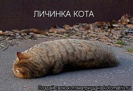 ЛИЧИНКА КОТА... Котоматрица: ЛИЧИНКА КОТА