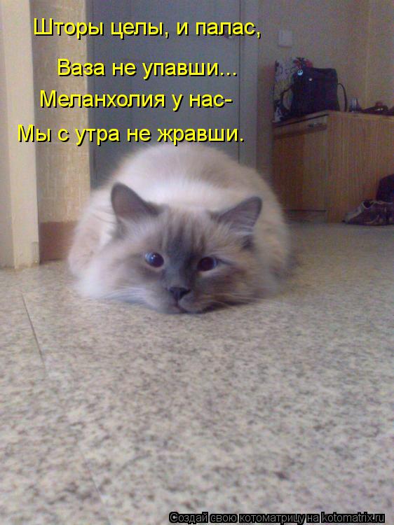 Котоматрица: Шторы целы, и палас, Ваза не упавши... Меланхолия у нас- Мы с утра не жравши.