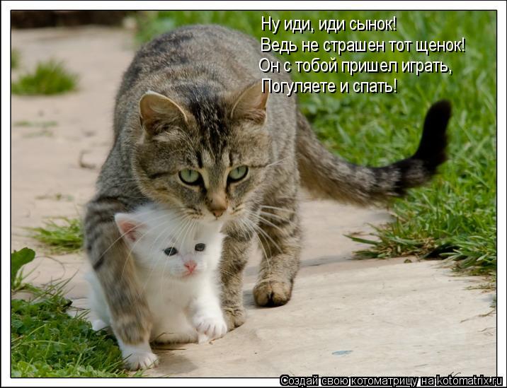 Ну иди, иди сынок! Ведь не страшен тот щенок! Он с тобой пришел играть, Погуляете и спать!... Котоматрица: Ну иди, иди сынок! Ведь не страшен тот щенок! Он с тобой пришел играть, Погуляете и спать!