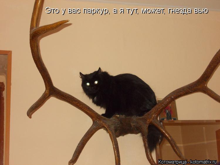Это у вас паркур, а я тут, может, гнезда вью... Котоматрица: Это у вас паркур, а я тут, может, гнезда вью