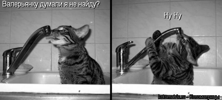 Валерьянку думали я не найду? Ну Ну... Котоматрица: Валерьянку думали я не найду? Ну Ну