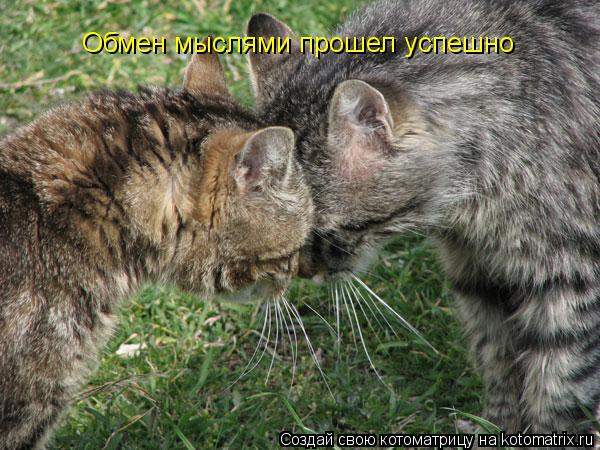 Обмен мыслями прошел успешно... Котоматрица: Обмен мыслями прошел успешно