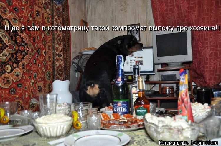 Щас я вам в котоматрицу такой компромат выложу про хозяина!!!!... Котоматрица: Щас я вам в котоматрицу такой компромат выложу про хозяина!!!!