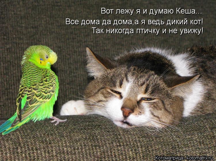 Вот лежу я и думаю Кеша... Все дома да дома,а я ведь дикий кот! Так никогда птичку и не увижу!... Котоматрица: Вот лежу я и думаю Кеша... Все дома да дома,а я ведь дикий кот! Так никогда птичку и не увижу!