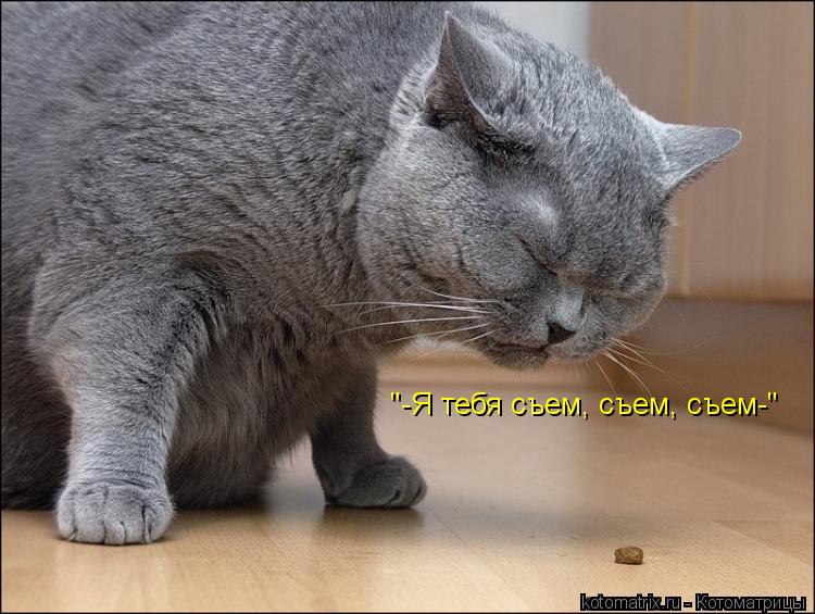 "-Я тебя съем, съем, съем-"... Котоматрица: "-Я тебя съем, съем, съем-"