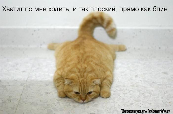 Хватит по мне ходить, и так плоский, прямо как блин.... Котоматрица: Хватит по мне ходить, и так плоский, прямо как блин.
