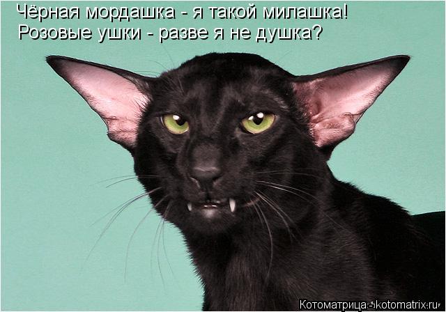 Чёрная мордашка - я такой милашка! Розовые ушки - разве я не душка?... Котоматрица: Чёрная мордашка - я такой милашка! Розовые ушки - разве я не душка?