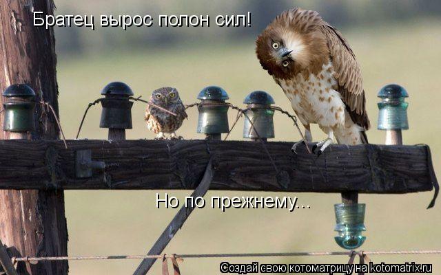 Котоматрица: Братец вырос полон сил!  Но по прежнему...