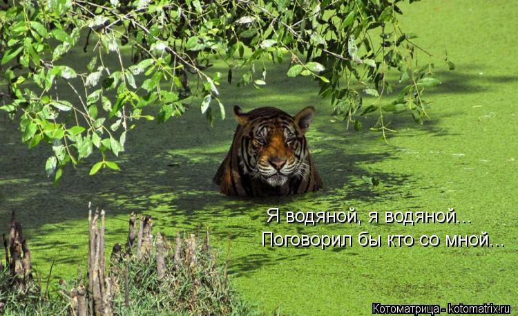 Я водяной, я водяной... Поговорил бы кто со мной...... Котоматрица: Я водяной, я водяной... Поговорил бы кто со мной...