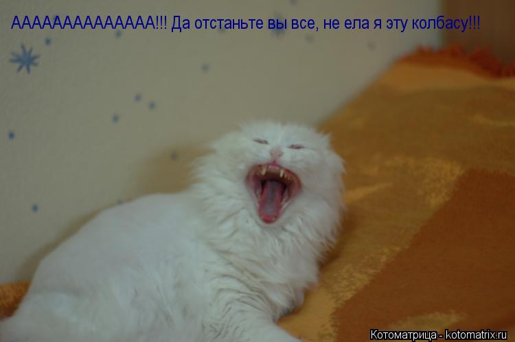 АААААААААААААА!!! Да отстаньте вы все, не ела я эту колбасу!!!... Котоматрица: АААААААААААААА!!! Да отстаньте вы все, не ела я эту колбасу!!!