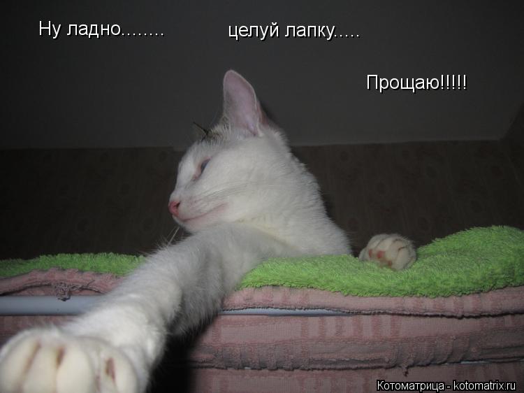 Ну ладно........ целуй лапку..... Прощаю!!!!!... Котоматрица: Ну ладно........ целуй лапку..... Прощаю!!!!!