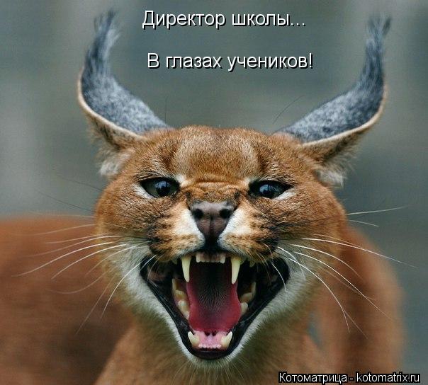 Котоматрица: Директор школы... В глазах учеников!