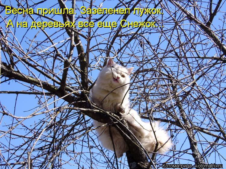 Весна пришла. Зазеленел лужок. А на деревьях все еще Снежок...... Котоматрица: Весна пришла. Зазеленел лужок. А на деревьях все еще Снежок...