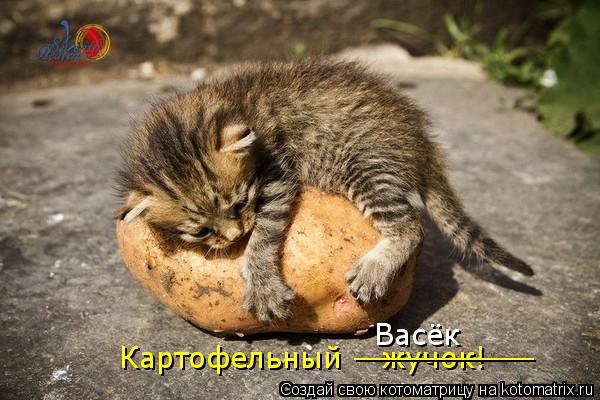 Картофельный жучок! __________ Васёк... Котоматрица: Картофельный жучок! __________ Васёк