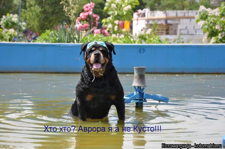 Хто хто? Аврора я а не Кусто!!!... Котоматрица: Хто хто? Аврора я а не Кусто!!!