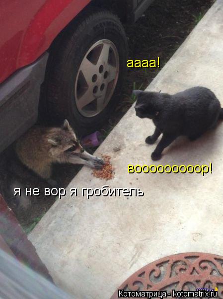 аааа! вооооооооор! я не вор я гробитель... Котоматрица: аааа! вооооооооор! я не вор я гробитель