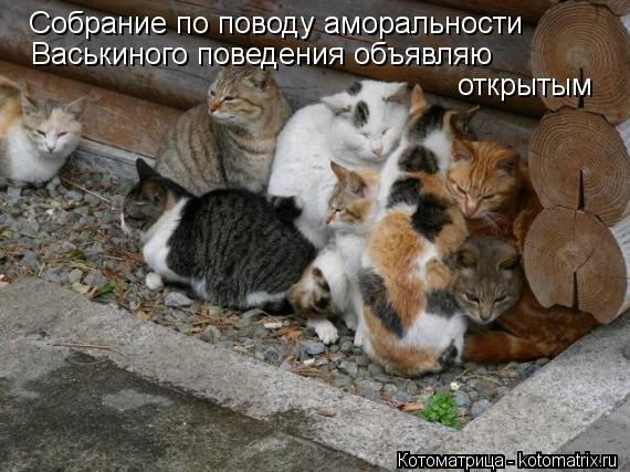Собрание по поводу аморальности Васькиного поведения объявляю открытым... Котоматрица: Собрание по поводу аморальности Васькиного поведения объявляю открытым