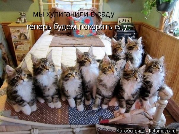 мы хулиганили в саду теперь будем покорять еду... Котоматрица: мы хулиганили в саду теперь будем покорять еду