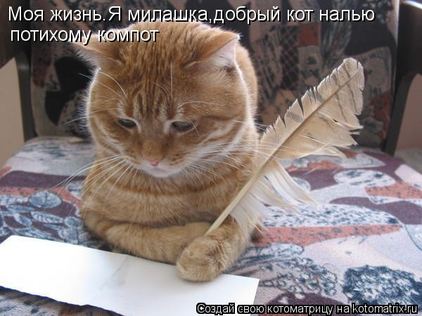 Моя жизнь.Я милашка,добрый кот налью потихому компот... Котоматрица: Моя жизнь.Я милашка,добрый кот налью потихому компот