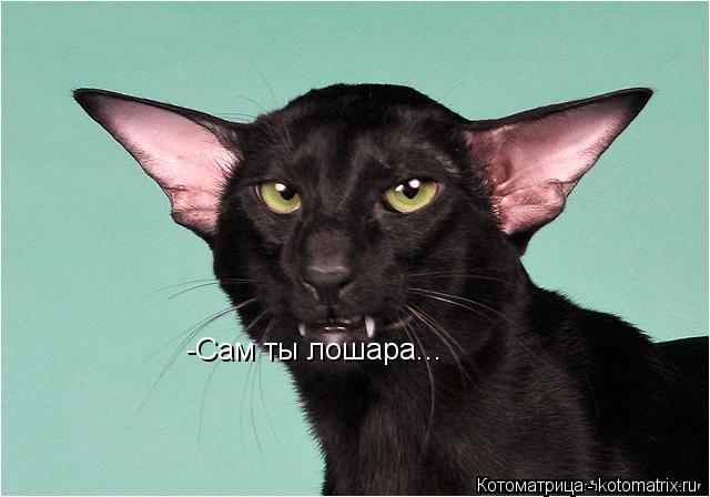 -Сам ты лошара...... Котоматрица: -Сам ты лошара...