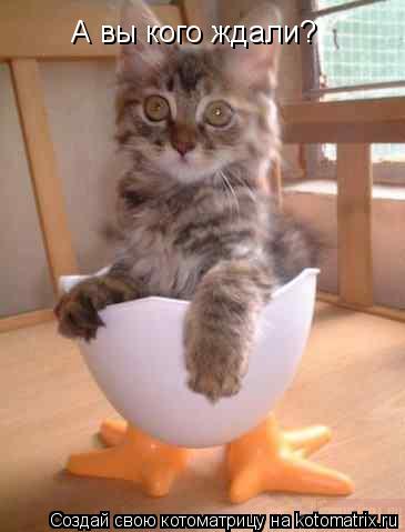 А вы кого ждали?... Котоматрица: А вы кого ждали?