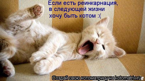 Если есть реинкарнация, в следующей жизни хочу быть котом :(... Котоматрица: Если есть реинкарнация, в следующей жизни хочу быть котом :(