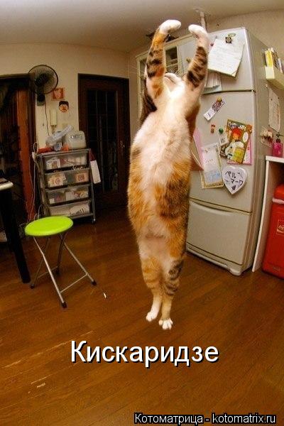 Кискаридзе... Котоматрица: Кискаридзе