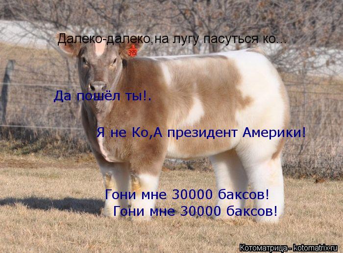 Далеко-далеко,на лугу пасуться ко... Да пошёл ты!. Я не Ко,А президент Америки! Гони мне 30000 баксов... Котоматрица: Далеко-далеко,на лугу пасуться ко... Да пошёл ты!. Я не Ко,А президент Америки! Гони мне 30000 баксов! Гони мне 30000 баксов!