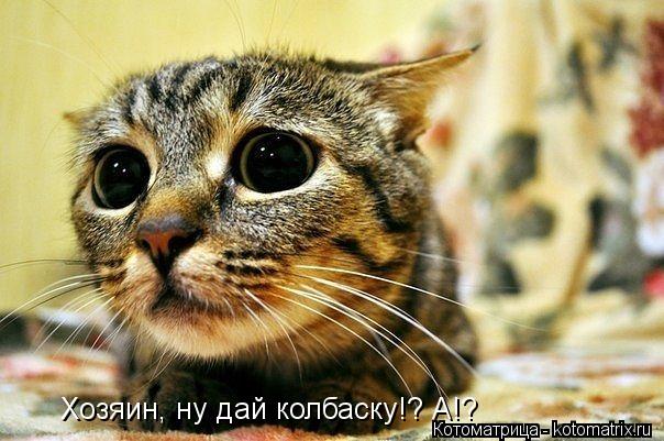 Хозяин, ну дай колбаску!? А!?... Котоматрица: Хозяин, ну дай колбаску!? А!?
