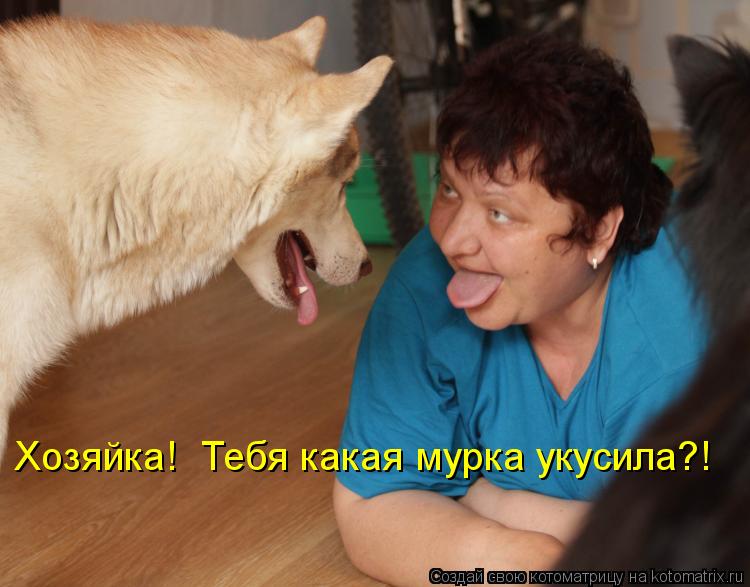 Хозяйка! Тебя какая мурка укусила?!... Котоматрица: Хозяйка! Тебя какая мурка укусила?!