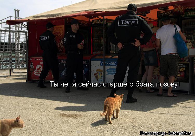Ты чё, я сейчас старшего брата позову!... Котоматрица: Ты чё, я сейчас старшего брата позову!