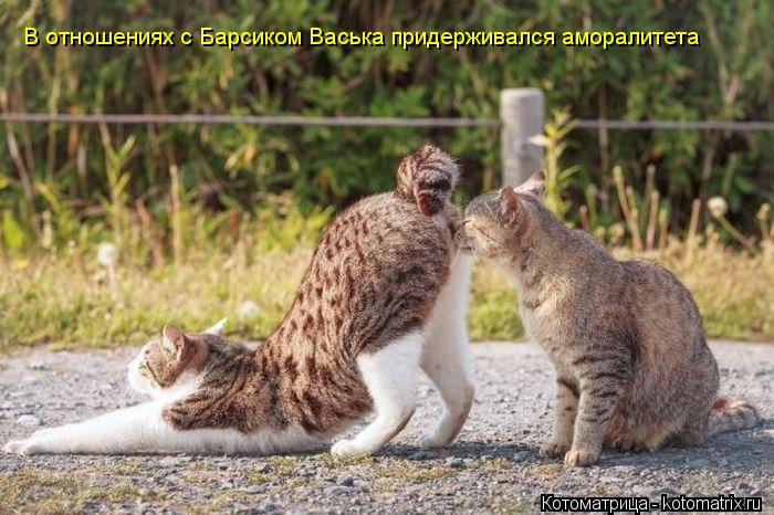 В отношениях с Барсиком Васька придерживался аморалитета... Котоматрица: В отношениях с Барсиком Васька придерживался аморалитета