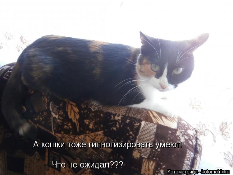 Что не ожидал??? А кошки тоже гипнотизировать умеют!... Котоматрица: Что не ожидал??? А кошки тоже гипнотизировать умеют!