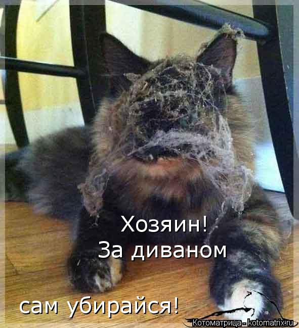 Хозяин! За диваном сам убирайся!... Котоматрица: Хозяин! За диваном сам убирайся!