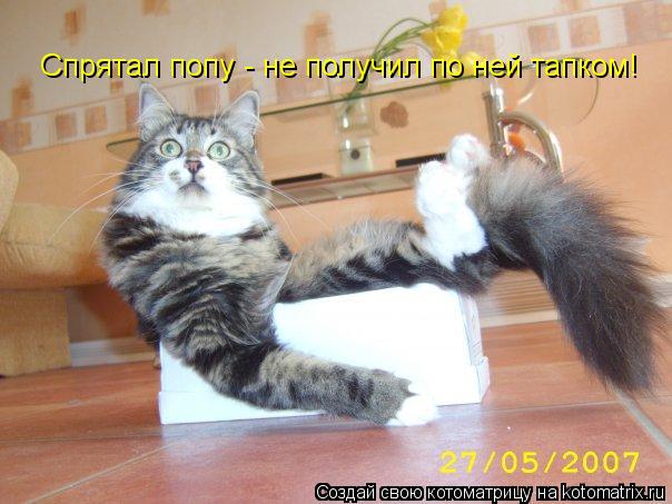 Спрятал попу - не получил по ней тапком!... Котоматрица: Спрятал попу - не получил по ней тапком!